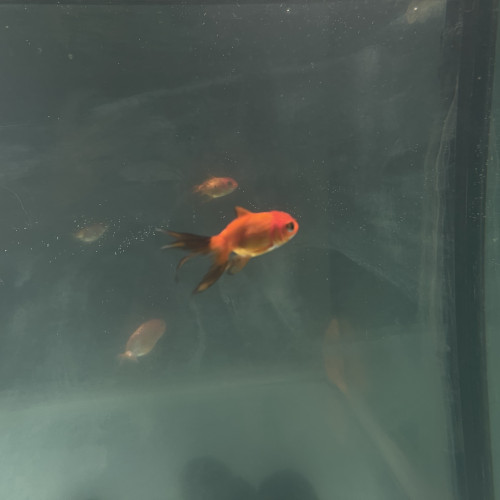 Voile de Chine oranda japonais