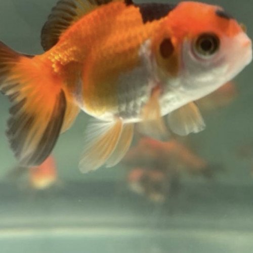 Voile de Chine oranda japonais