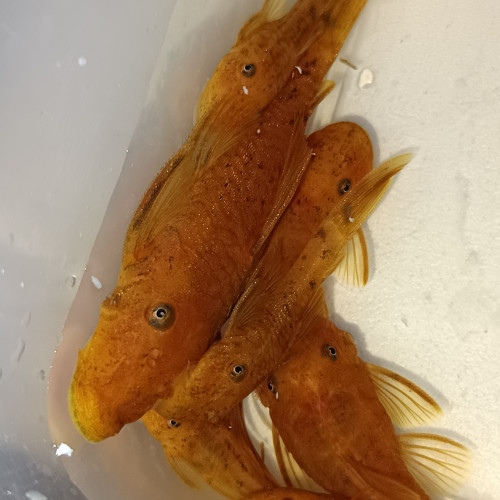 Ancistrus SP super red