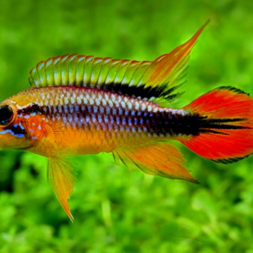 Apistogramma Agassizi Red Gold