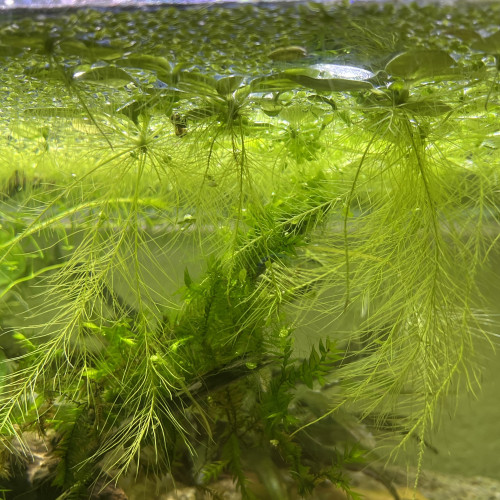 Pistia stratiotes plantes flottantes