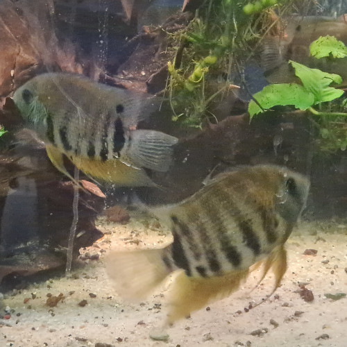 Vends heros severum