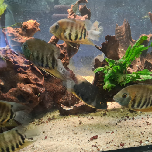 Vends heros severum