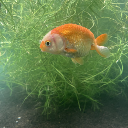 Ranchu de 13cm rouge/blanc