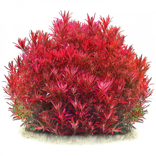 Rotala Blood Red SG