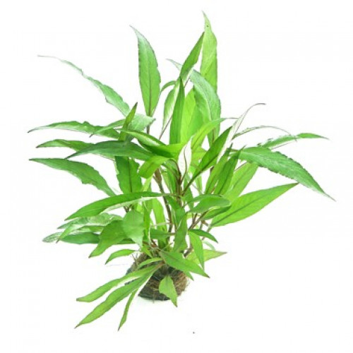 Hygrophila Corymbosa Augstifolia