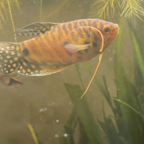 Couple gourami