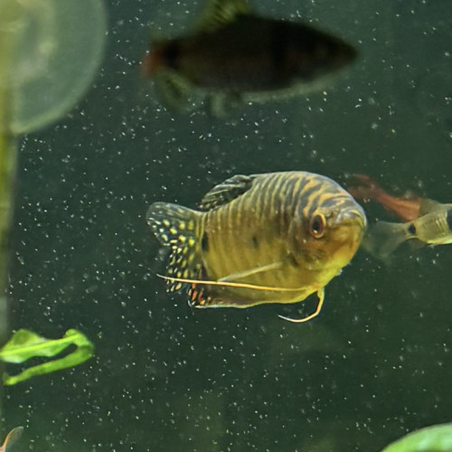 Couple gourami