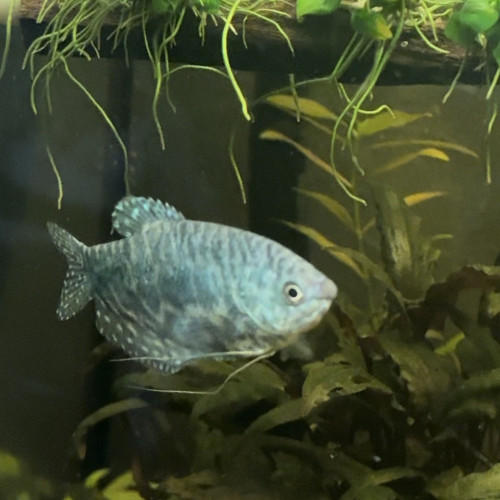 Couple gourami