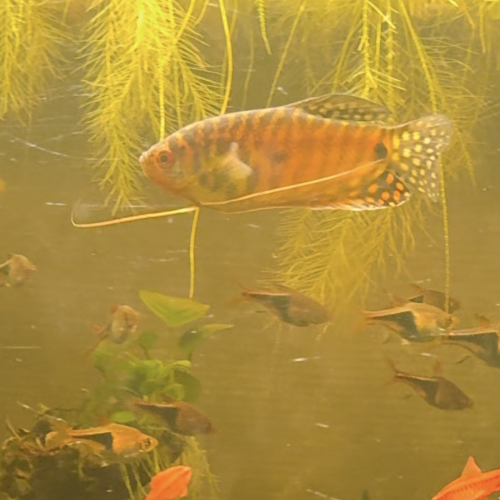 Couple gourami