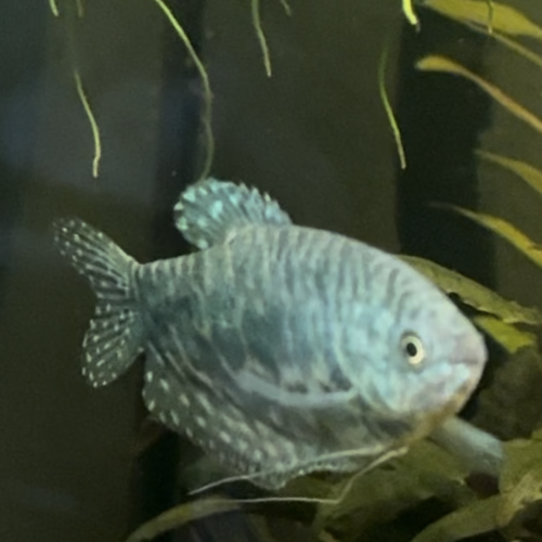 Couple gourami