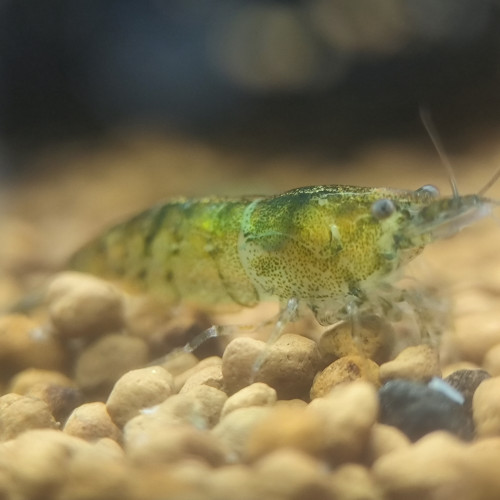 NeoCaridina Green Tiger