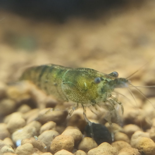 NeoCaridina Green Tiger