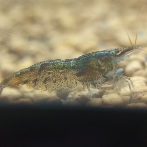 NeoCaridina Green Tiger