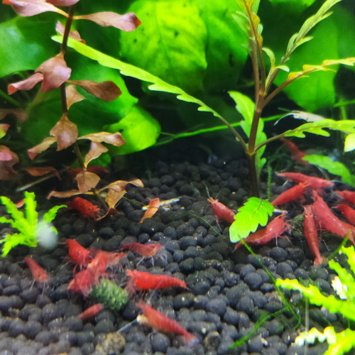 Crevettes Sakura Red