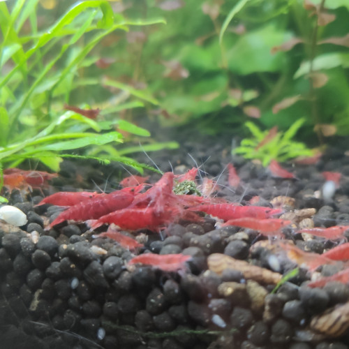 Crevettes Sakura Red