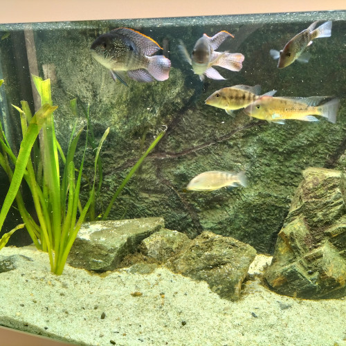 2 acaras et 6 geophagus