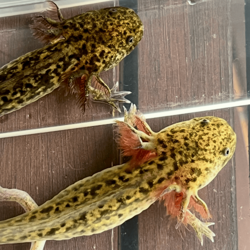 Jeunes axolotls sur Nancy.