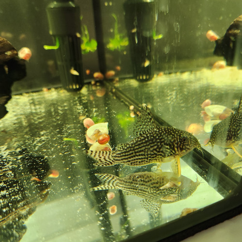 Groupe reproducteur 10 corydoras sterbai