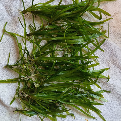 Plants de vallisneria