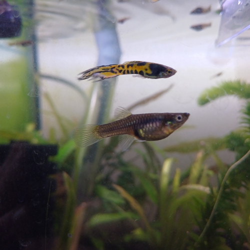 Guppy endlers yellow tiger