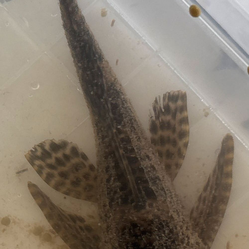 Plecostomus