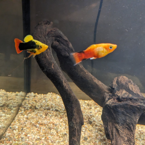 Don 2 platys mâles