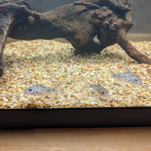 Don 3 corydoras