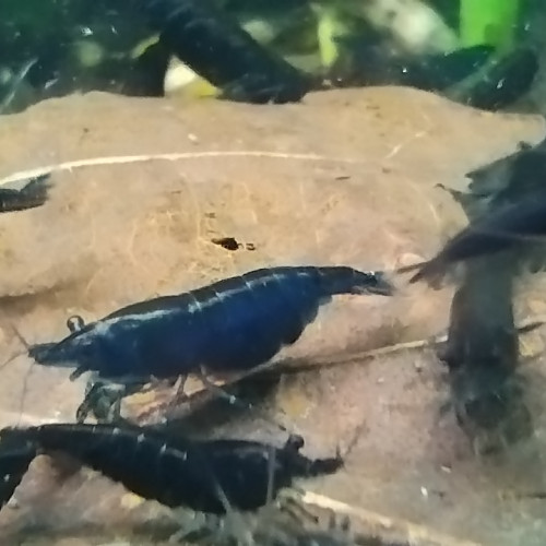 Neocaridina davidi bleue foncée