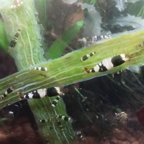 Caridina Crystal Black