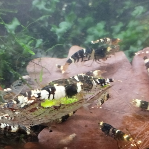 Caridina Fancy Black Tiger