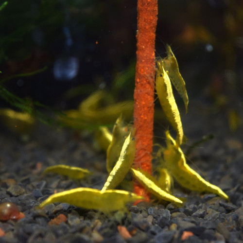 Crevettes yellows neons