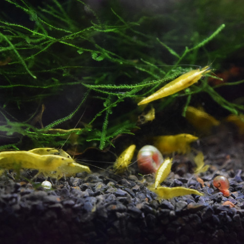 Crevettes yellows neons