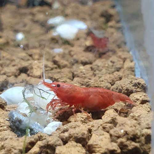 Neocaridina sakura extra red