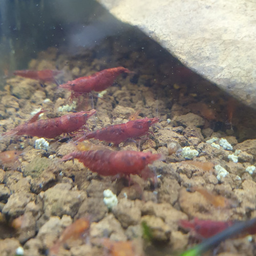 Neocaridina sakura extra red