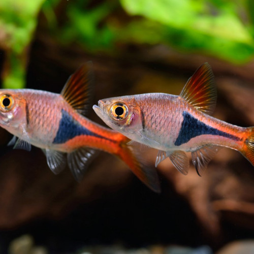 Don rasbora