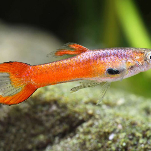 Guppy endler red Scarlett