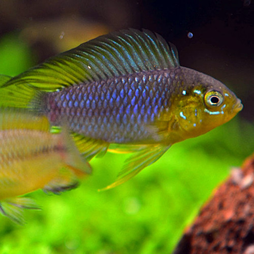 Apistogramma Borellii