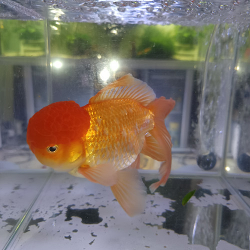 Poisson rouge oranda