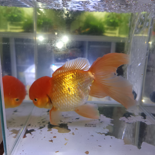 Poisson rouge oranda