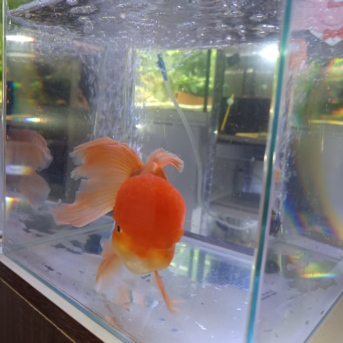 Poisson rouge oranda