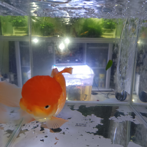 Poisson rouge oranda