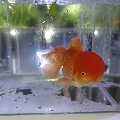 Poisson rouge oranda