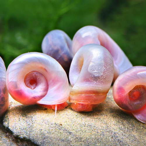 Escargot planorbe corne de belier rose