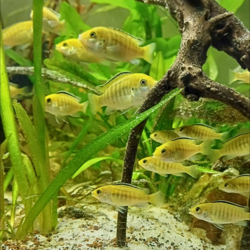 Labidochromis jaune