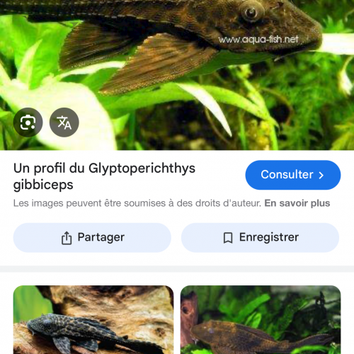 don deux plecos