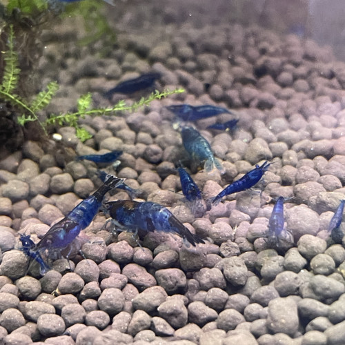 Crevettes : Neocaridina blue dream