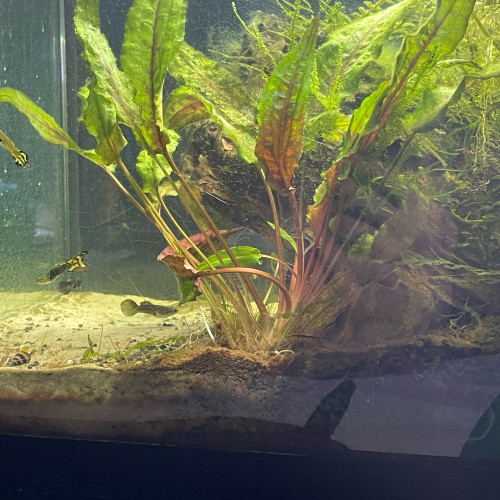 Cryptocoryne wendtii