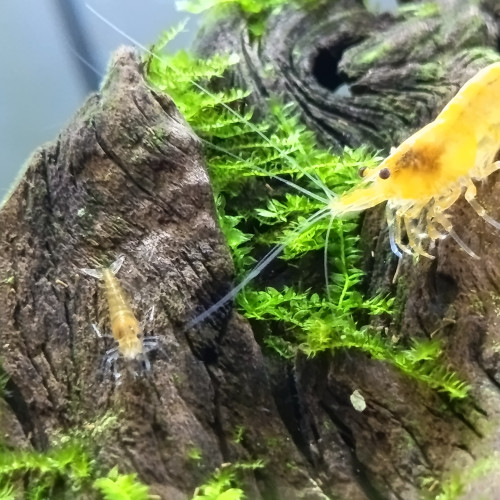 Neocaridina orange & jaune, 6 semaines