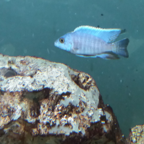 Aulonocara turkis, cichlidés du lac Malawi